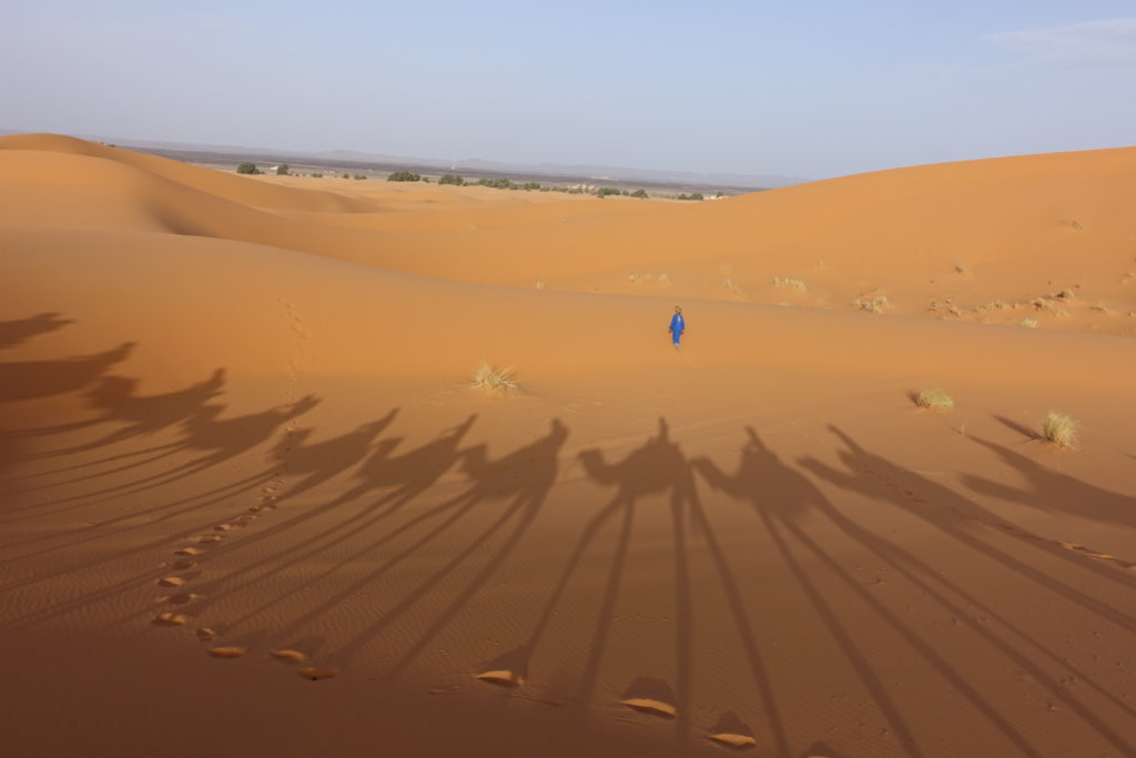 Shadows of Camels in the Sahara Desert