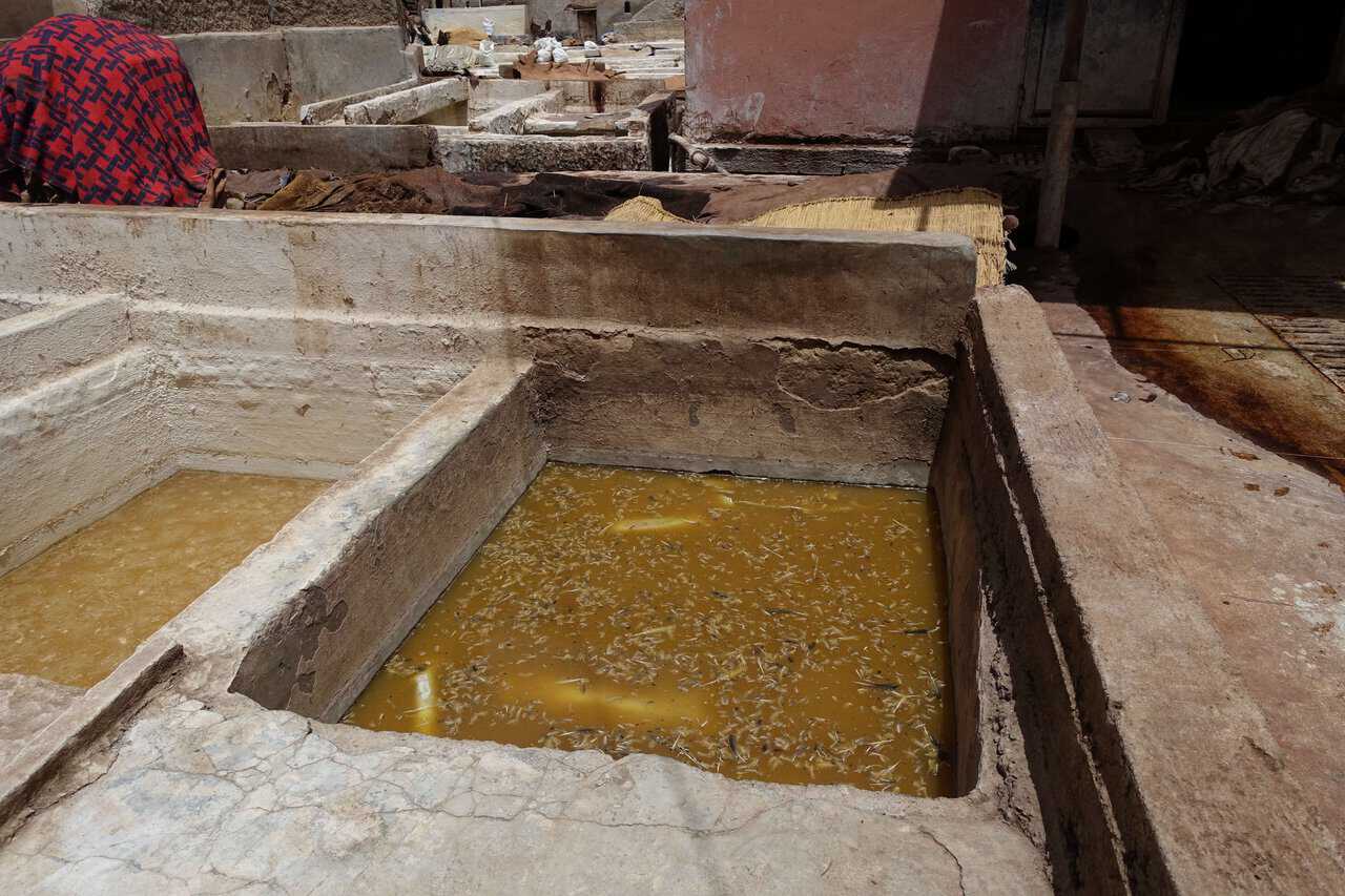 Tanning Vat in Moroccan Leather Tannery Close-up of a vat with tanning solution and floating organic material in Moroccan tannery