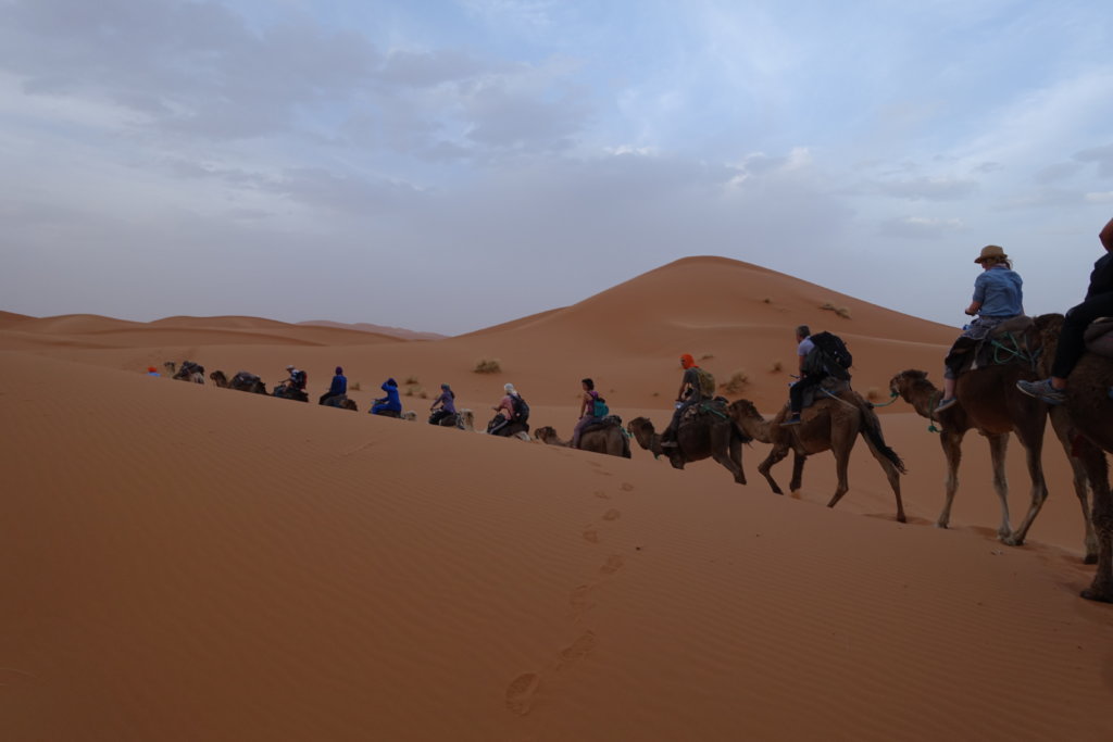 Sahara Desert and Camels