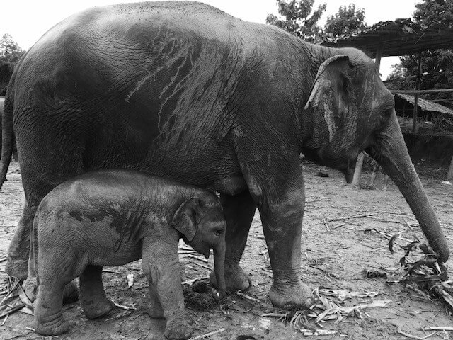 Black and white image of elephants
