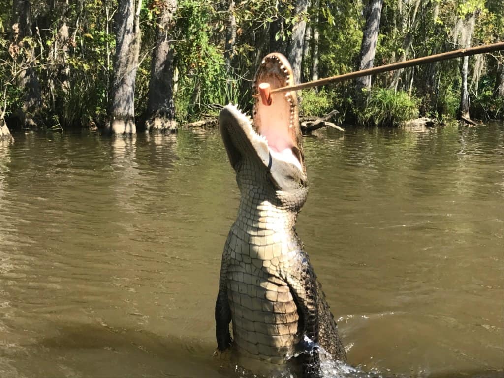 Alligator in the Swamp jumping up for a hotdog in New Orleans