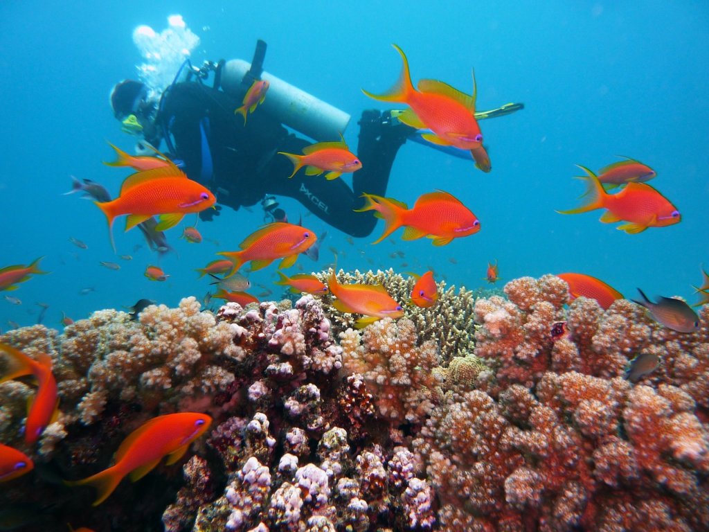 A person scuba diving and some orange fish you see when underwater diving