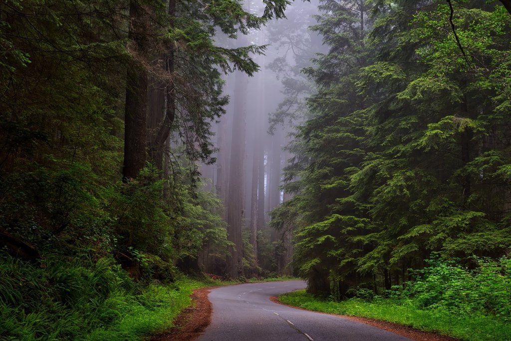 A road going into the green woods of Redwood Park 