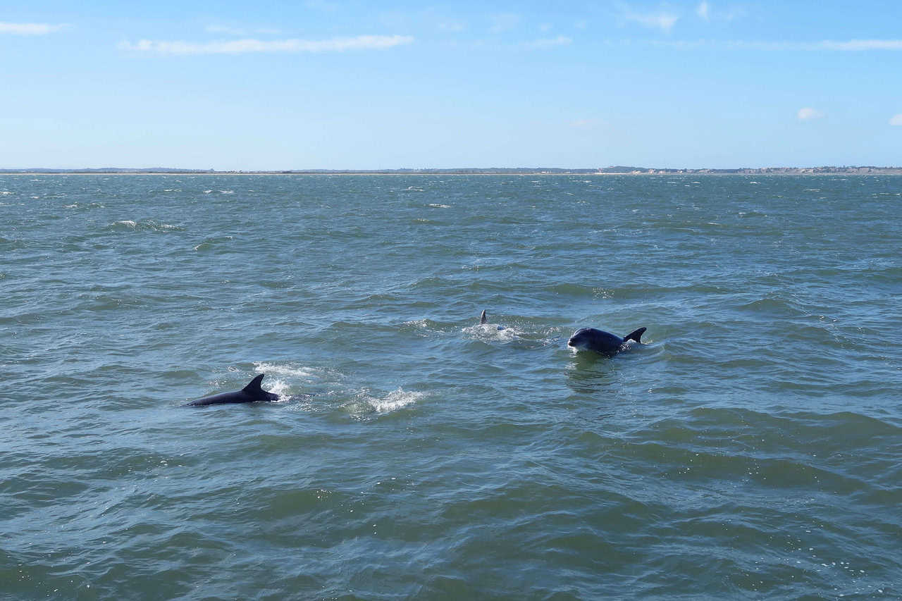 The ocean with dolphins 