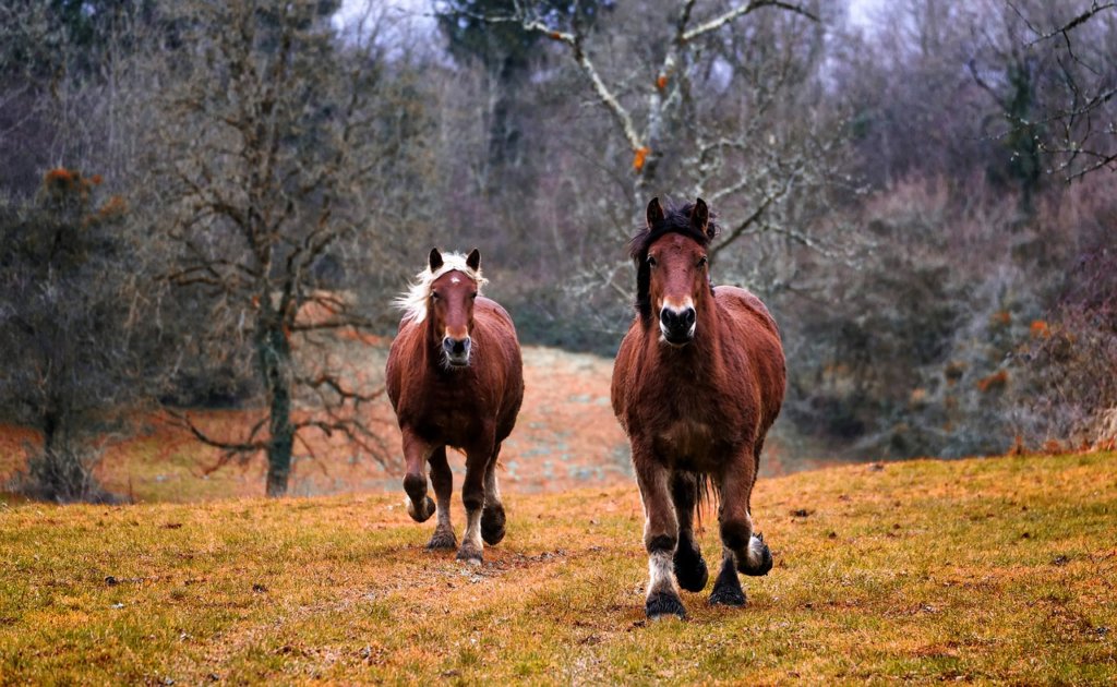 Two large horses running though the woods in Maryland 