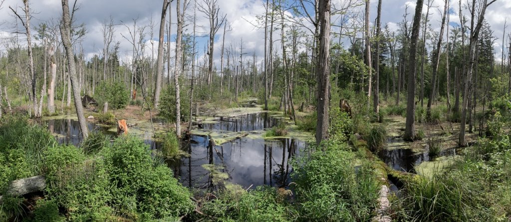 A swamp and forest in Poland as one of the picturesque locations in Europe