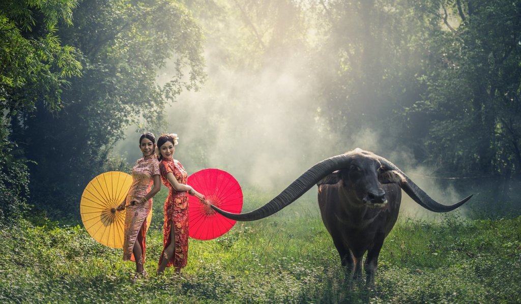 Two woman holding colorful umbrellas and touching a ram 