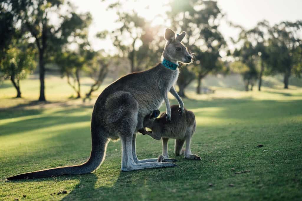 Two kangaroos in Broken Hill Australia