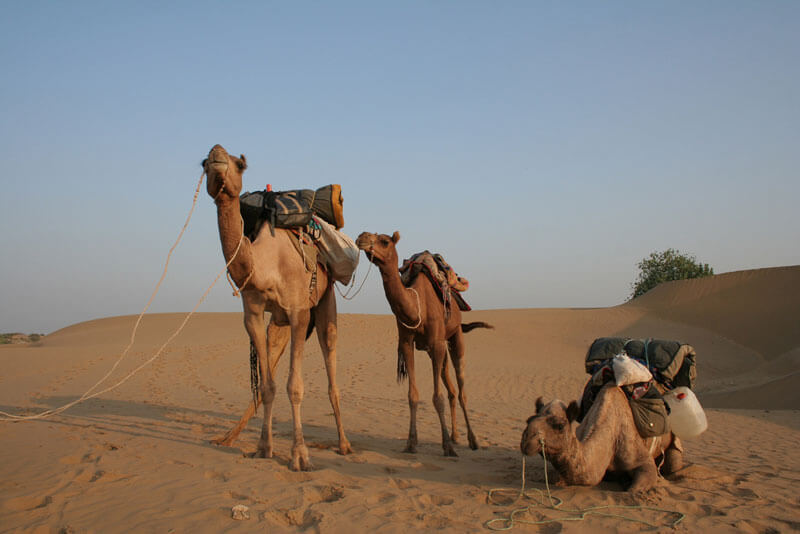 Two camels in the desert
