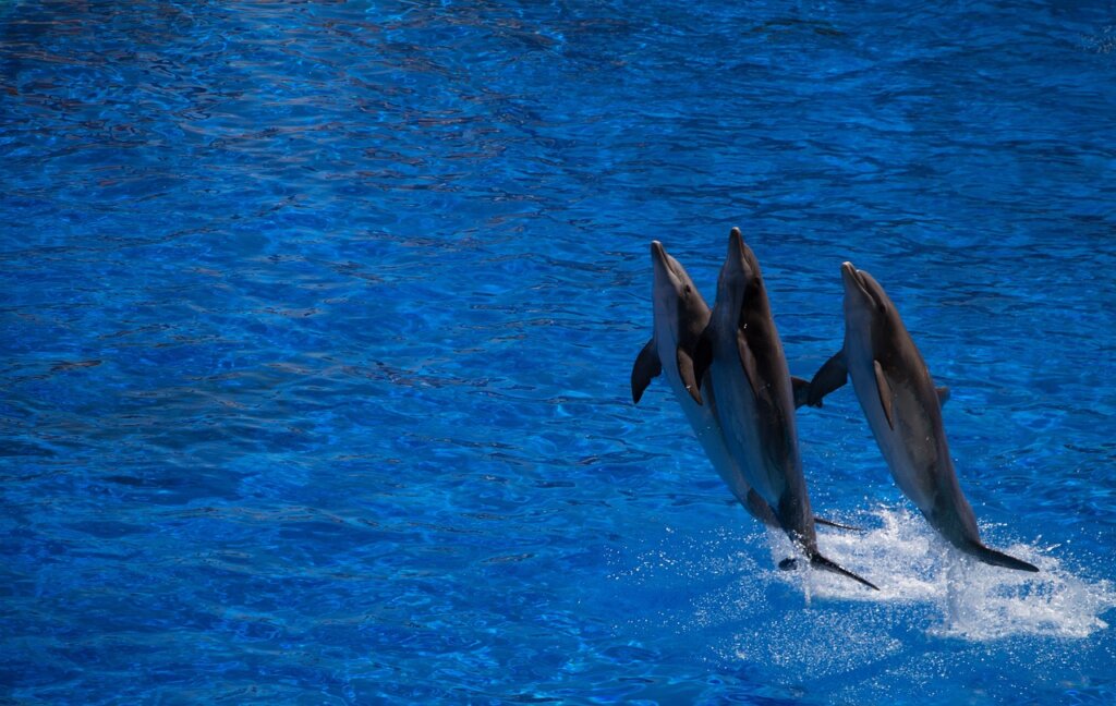 three dolphins jumping out of the water