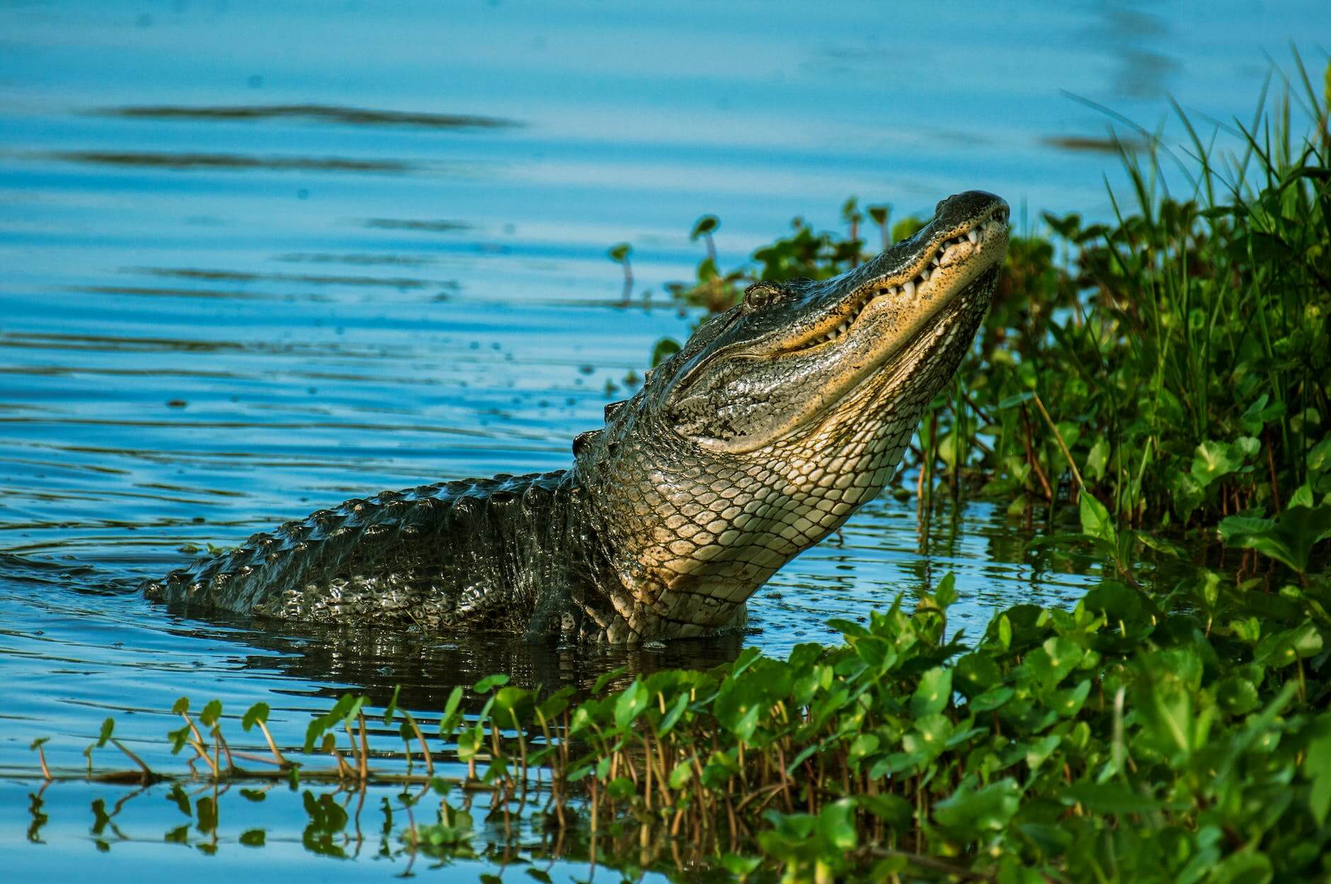alligator near water plant on body of water that you will see on your trip to Florida using your Florida packing list 