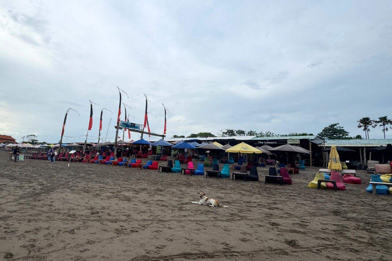 Colorful Loungers and dark sand at Bali Canggu Beachfront Cafés Colorful beach loungers and umbrellas on beach Canggu Bali with oceanfront cafés